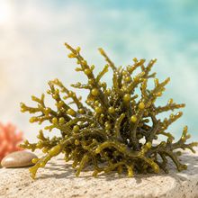Bladderwrack