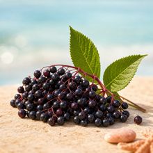 Elderberry
