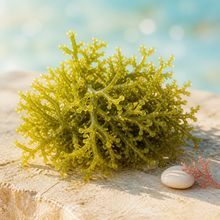 Sea Moss